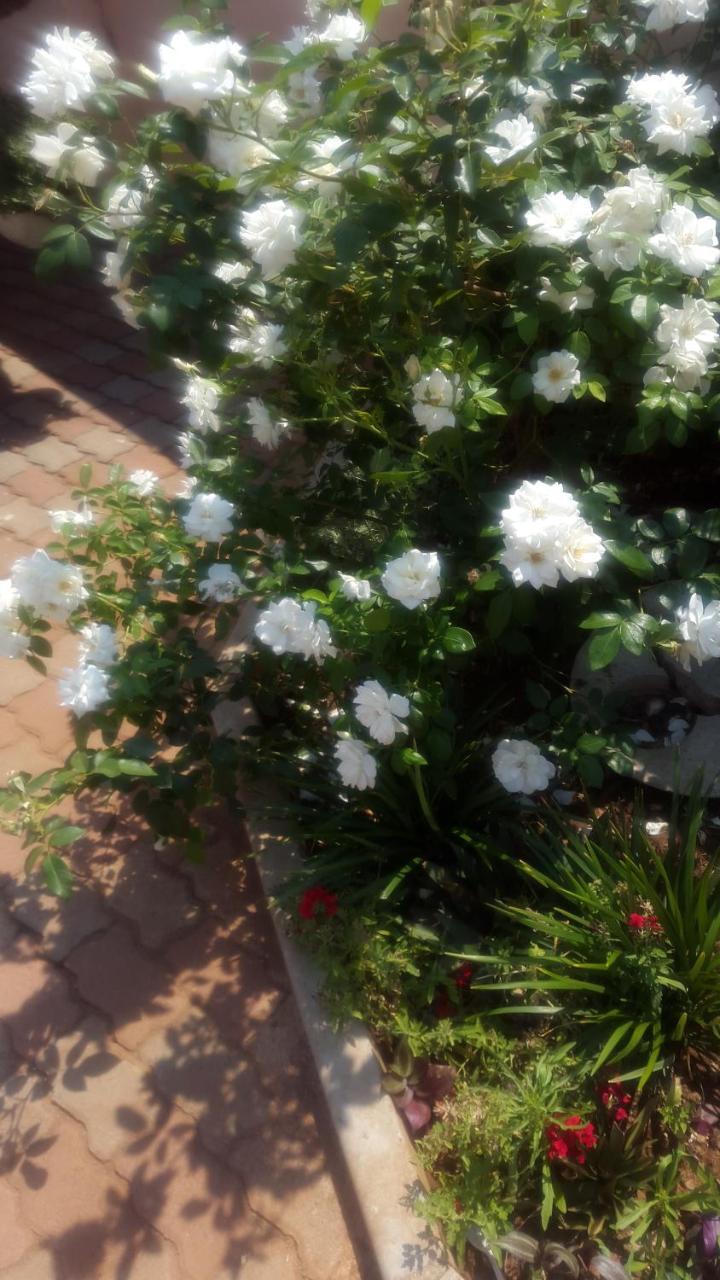 Tintech Bed & Breakfast Francistown Bagian luar foto